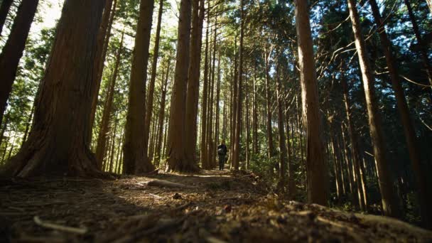 Static Low Angle People Walk Camera Forest Japan — 图库视频影像