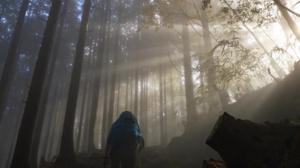 Tilt Sunlight Flitering Foggy Forest Hiker Walks Japan — ストック動画