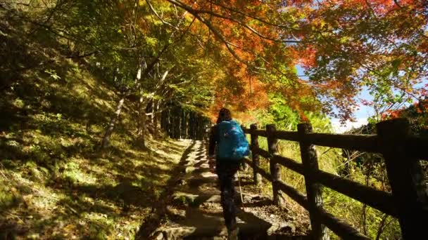 Tilt Person Walks Stairs Sunlit Canopy Autumn Leaves — Stockvideo