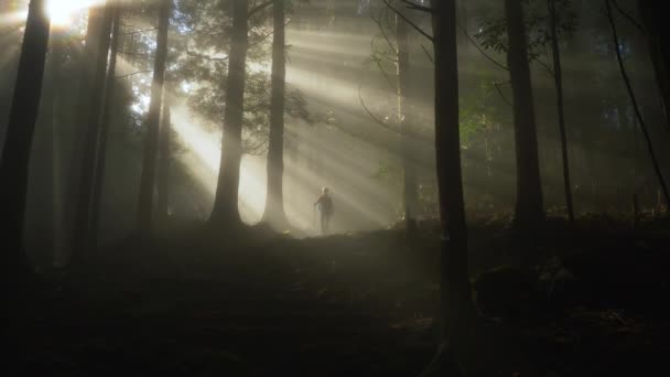 Static Sunlight Filtering Fog Forest Sillohette Hiker Japan — Stockvideo