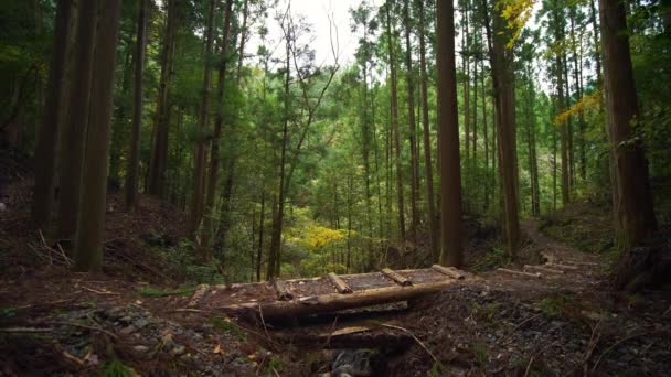 Static Side Hiker Walks Green Pine Forest Kumano Kodo — ストック動画