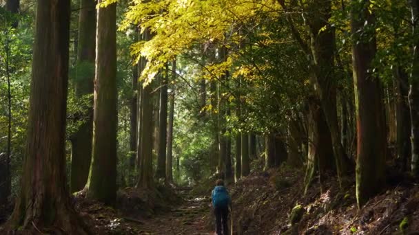 Tilt Hiker Walks Striking Yellow Leaved Tree Forest Path Japan — Wideo stockowe