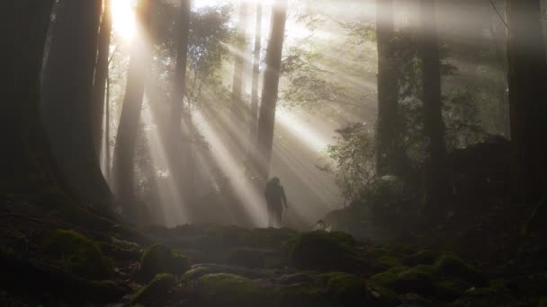 Static Sulight Filters Trees Fog Hikers Walks Japan — Αρχείο Βίντεο