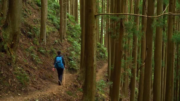 Statis Pejalan Kaki Mengikuti Jejak Dengan Hutan Pinus Dan Pakis — Stok Video