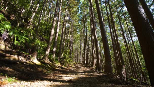 Rear Low Angle Hiker Follows Forest Trail Filtered Sunlight Japan — Video Stock