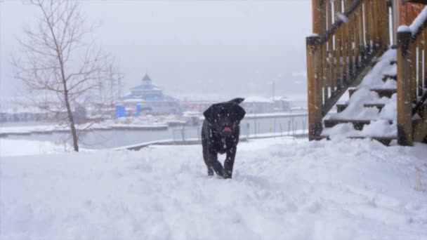 Black Lab Walking Snow Storm Slow Motion Big Bear Lake — 비디오