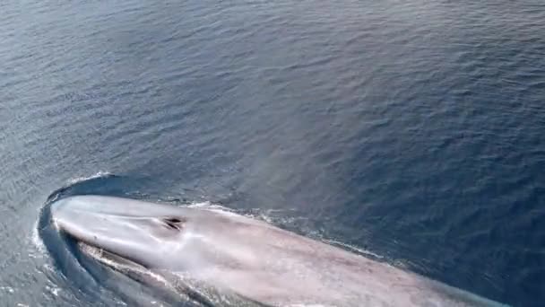 Foot Blue Whale World Largest Animal Cruising Coast Southern California — Stockvideo