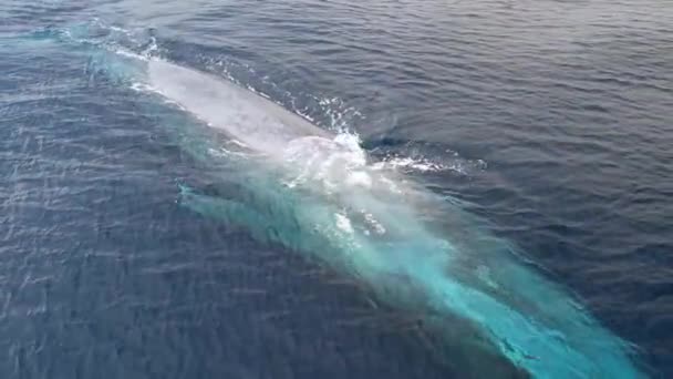 Extreme Close View Blue Whale Passing Pacific Ocean Amazing Clarity — Vídeos de Stock