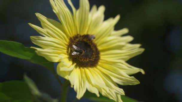 Close Two Honey Bees Hard Work Sucking Sweet Nectar Sunflower — Stockvideo