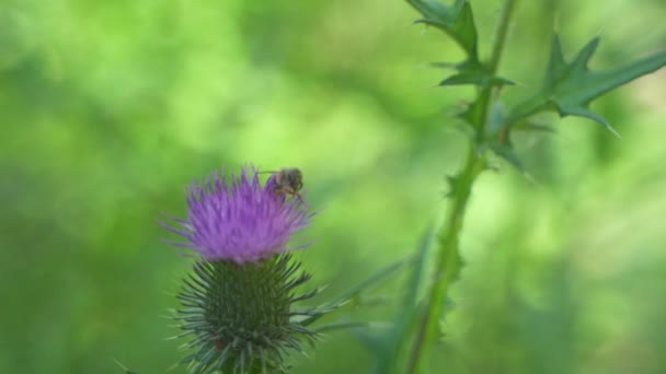 Close Honey Bee Sucking Nectar Beautiful Purple Milk Thistle Flower — Wideo stockowe