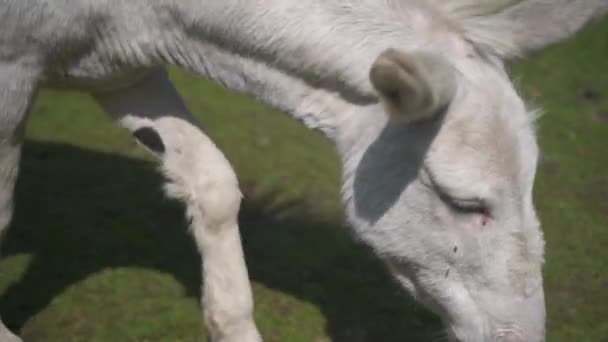 Close White Donkeys Head Grazes Short Green Grass Its Pasture — Stock Video