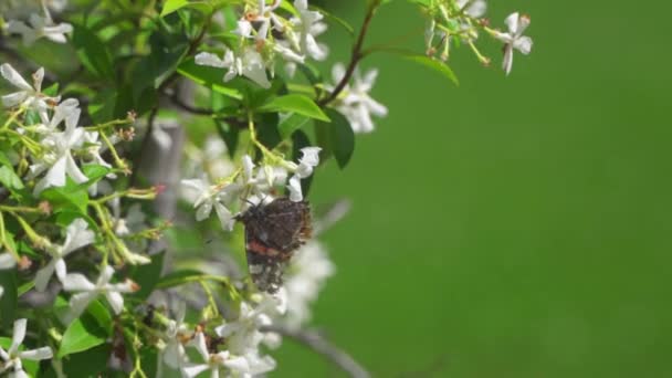 Close Slow Motion Butterfly Feeding Jasmine Flower Flapping Its Wings — Video Stock