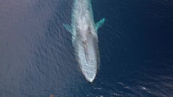 Overhead View Blue Whale Maneuvering Kelp Calm Waters Dana Point — Stockvideo