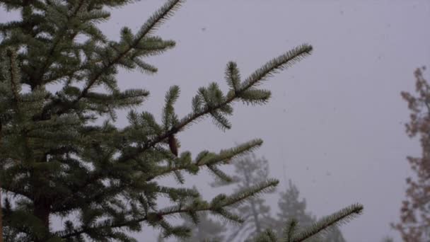 Slow Motion Footage Snowflakes Falling Pine Trees Snow Storm California — Video
