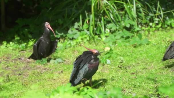 Black Bird Bald Head Bird Habitat Beautiful Nature Planckendael Zoo — Vídeo de stock