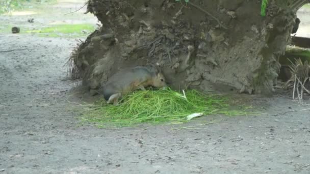 Wild Wombat Eating Grasslands Close Wombat Eating Day Time Plankendaal — стокове відео