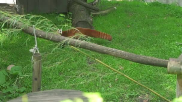 Tracking Shot Rare Red Panda Ailurus Fulgens Exploring Foraging Floor — 图库视频影像