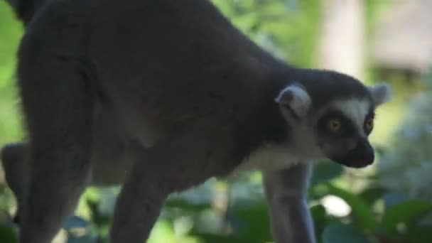Cute Lemur Walking Plankendaal Tree Log Relaxing Looking Portrait White – stockvideo