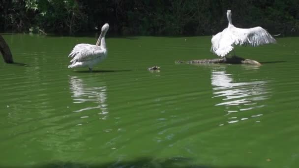 Two Great White Pelican Pelecanus Pelecanus Pond Zoo Planckendael One — стоковое видео