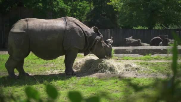 Rhino Eats Dry Grass Rhino Species Animal Rhinocerotidae Family Native — Vídeo de stock