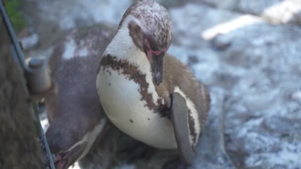 Penguins Clean Themselves Pecking Hairs Bodies Penguins Group Aquatic Flightless — ストック動画