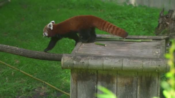 Red Panda Red Racoon Playing Zoo — стоковое видео