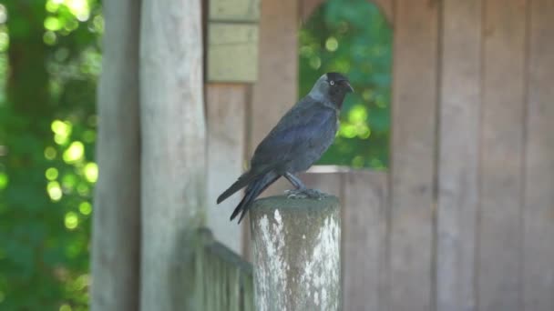 One Crow Takes Post Plankendaal Close Black Crow Sitting Wood — Stockvideo