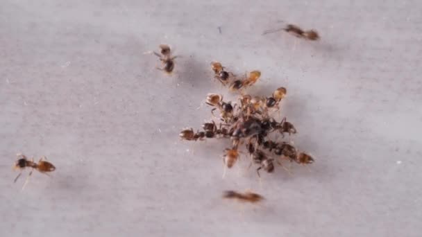 Group Fire Ants Carrying Dead Insects — Stock Video