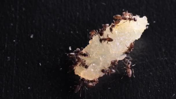 Ants Eating Chunk Pieces Food Black Kitchen Table — ストック動画