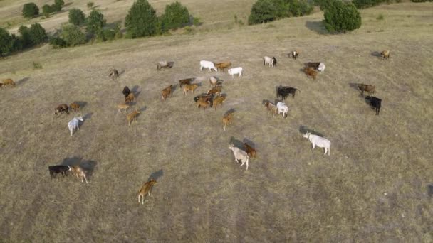 Herd Simmental Aberdeen Meat Cows Rural Farm Pasture Aerial Drone — Wideo stockowe