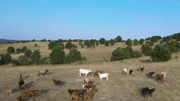 Aerial Grass Fed Cows Grazing Pasture Meat Producing Ranch — Video Stock