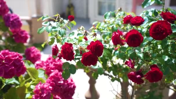 Red Roses Pink Hydrangea Bush Rotating Close — Video Stock