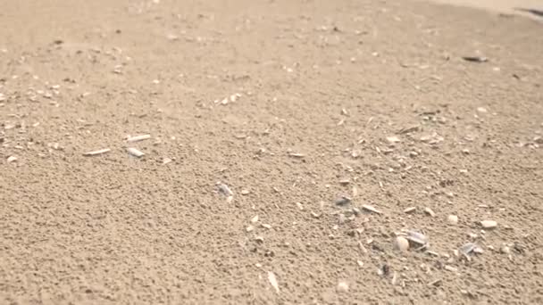 Κοντινό Πλάνο Πυροβόλησε Πάνω Από Όστρακα Στην Άμμο Παραλία — Αρχείο Βίντεο