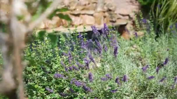 Lavender Flowers Front Rocky Waterfall Slow Motion — Vídeos de Stock