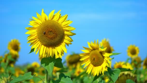 Bright Day Summer Wind Swaying Sunflowers Working Bees Its Blossoms — Wideo stockowe