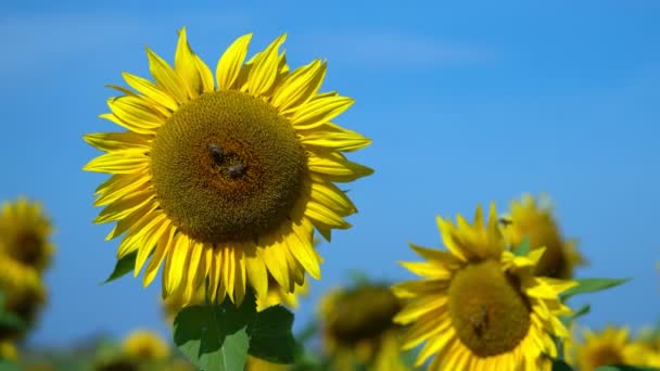 Busy Bees Cruising Big Sunflower Collect Its Nectar — 비디오