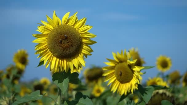 Bees Flying Collect Sunflower Nectar Colors Changes Colorful Black White — Stock video