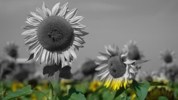 Bees Collecting Nectar Sunflowers Drawing Colorline Effect While Tractor Passing — Stockvideo