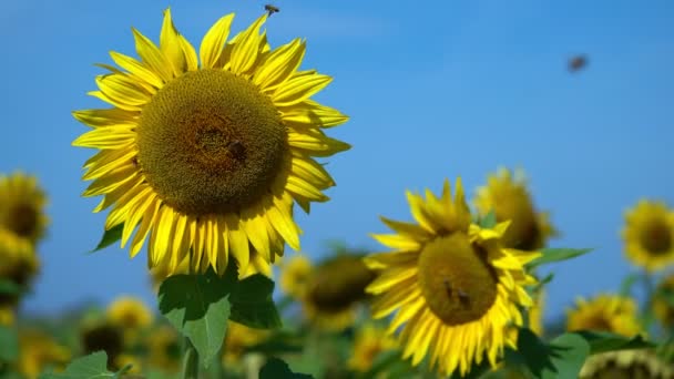 Some Bees Fyling Group Sunflowers Sunny Summer Day — Vídeo de Stock