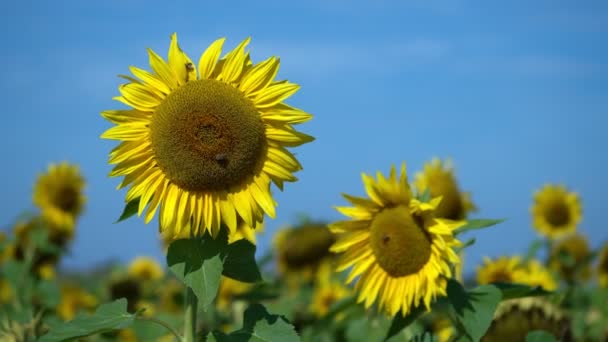 Bee Climbing Sunflower Leaf Blossom Smooth Zoom Natural Scenery — Stock Video