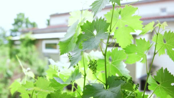 Unripe Grapes Blowing Wind Sunny Day Early Stage Winemaking — Video