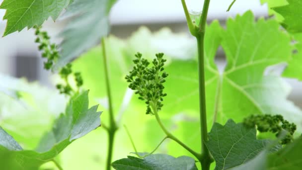 Unripe Bunch Green Grapes Blowing Wind Sunny Day Close — Wideo stockowe