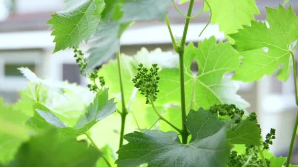 Small Grapes Riping Sun Close Early Stage Winemaking Garden — Wideo stockowe