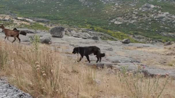 Cabra Negra Cão Pastor Caminhando Montanha Serra Estrela Portugal Vista — Vídeo de Stock