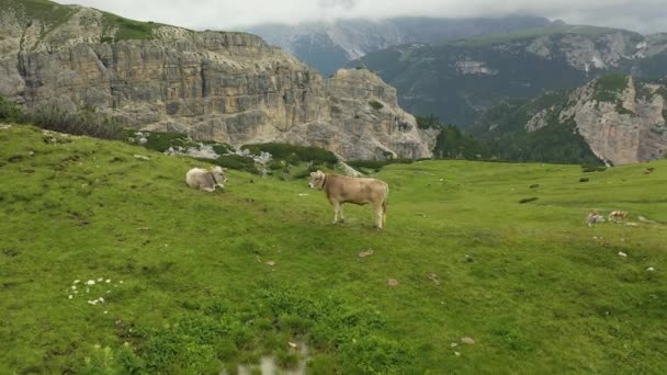 Two Cows Relax Grass Meadow Dolomites Mountains Italian Alps — Vídeo de Stock