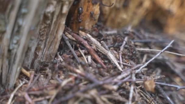 Close Colony Ants Hard Work Building Nest Out Dry Pine — Video