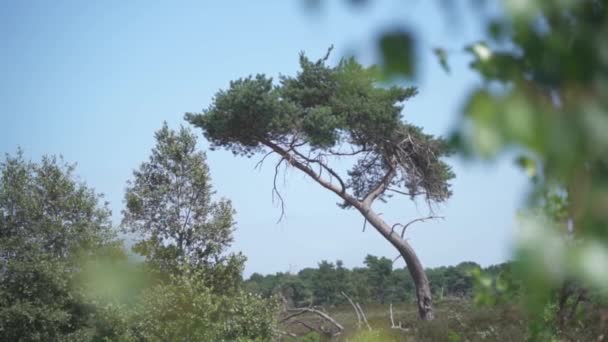 Distant Shot Tree Crooked Trunk Looking Leafy Vegetation Which Out — 图库视频影像