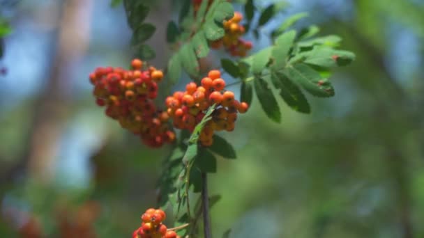 Slow Motion Close Mountain Ash Tree Its Orange Berries Swaying — Vídeos de Stock