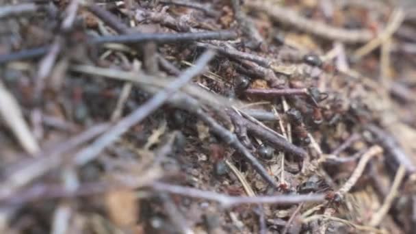 Close Formigueiro Formigas Trabalhando Duro Rastejando Sobre Agulhas Pinheiro Decomposição — Vídeo de Stock