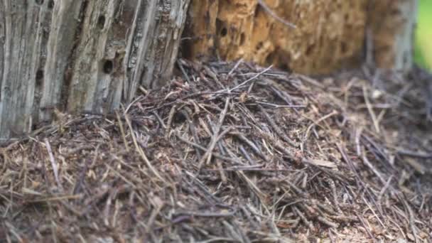 Close Colony Ants Hard Work Climbing Dry Pine Needles Business — ストック動画